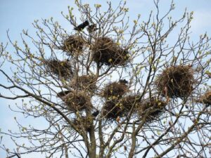 Вороньи гнезда фото